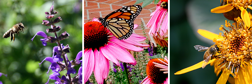 Pollinator friendly flowers